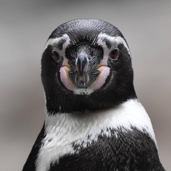 フンボルトペンギン 亜寒帯の森 動物紹介 よこはま動物園ズーラシア公式サイト 公益財団法人 横浜市緑の協会