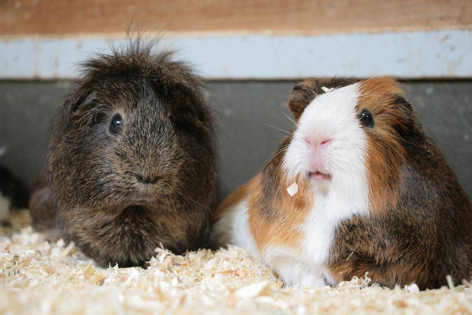 テンジクネズミ モルモット ぱかぱか広場 動物紹介 よこはま動物園ズーラシア公式サイト 公益財団法人 横浜市緑の協会