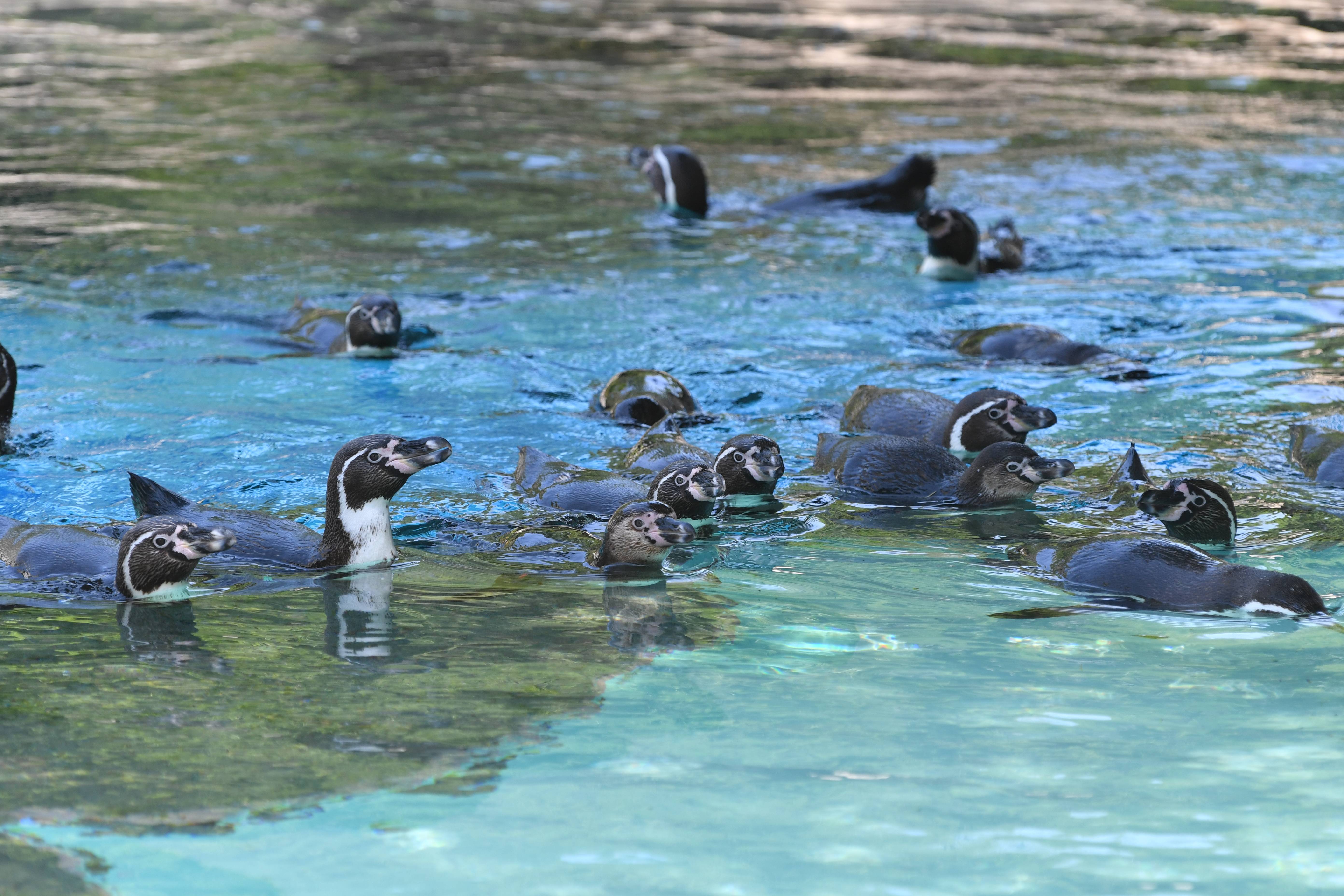 よこはま動物園ズーラシア公式サイトフンボルトペンギン