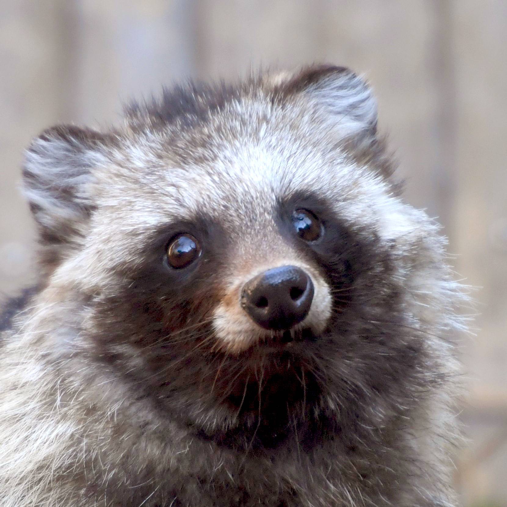 ホンドタヌキ|日本の山里|動物紹介 よこはま動物園ズーラシア公式