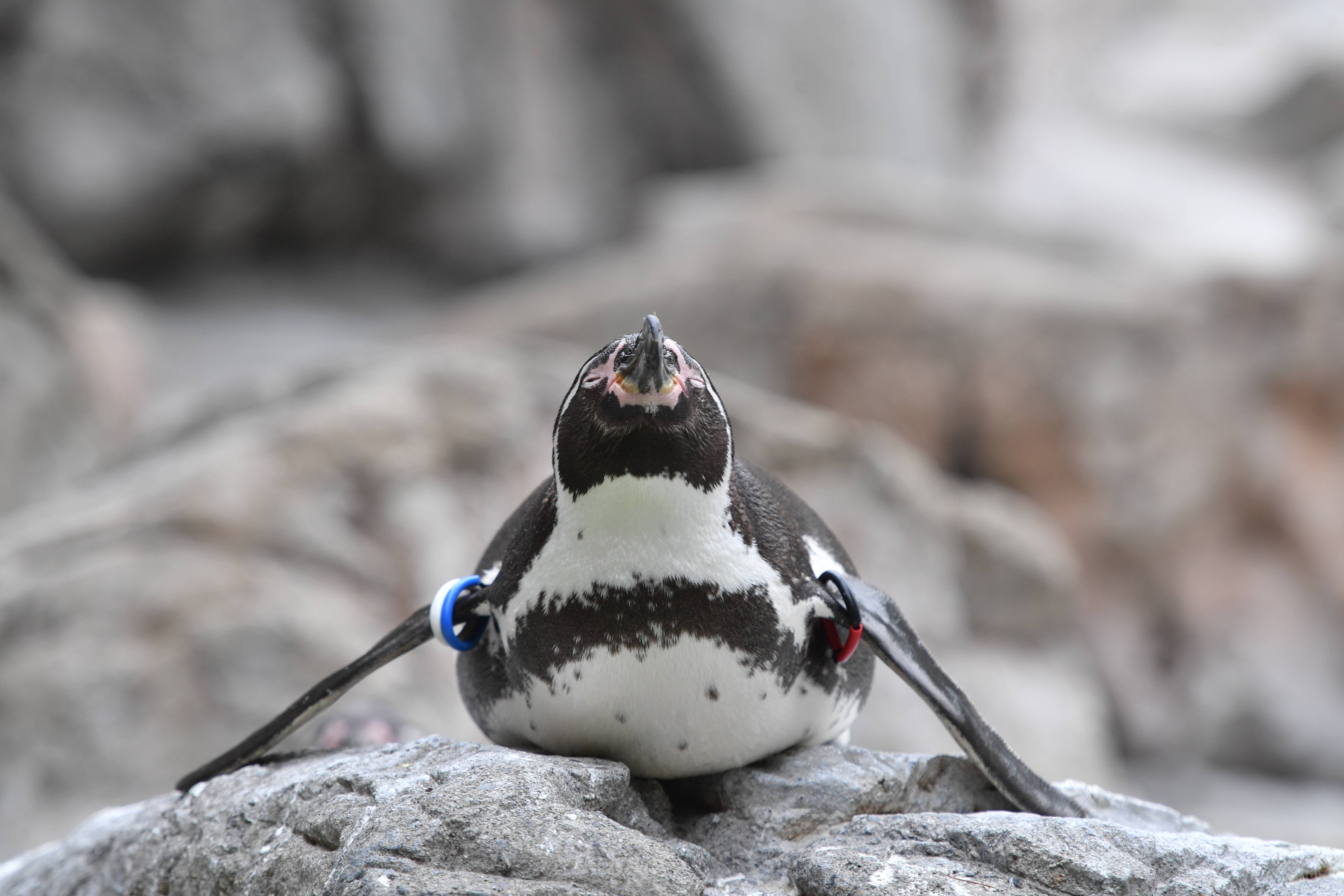 フンボルトペンギン 亜寒帯の森 動物紹介 よこはま動物園ズーラシア公式サイト 公益財団法人 横浜市緑の協会