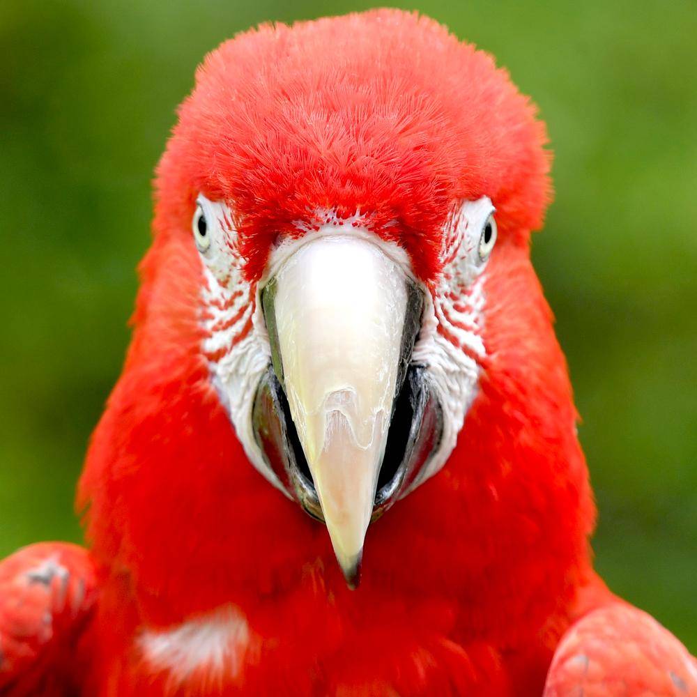 金剛インコ ベニコンゴウインコ（紅金剛インコ、紅金剛鸚哥） - 動物図鑑 - 動物