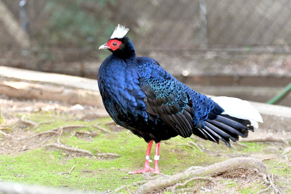 ベトナムキジ 亜寒帯の森 動物紹介 よこはま動物園ズーラシア公式サイト 公益財団法人 横浜市緑の協会