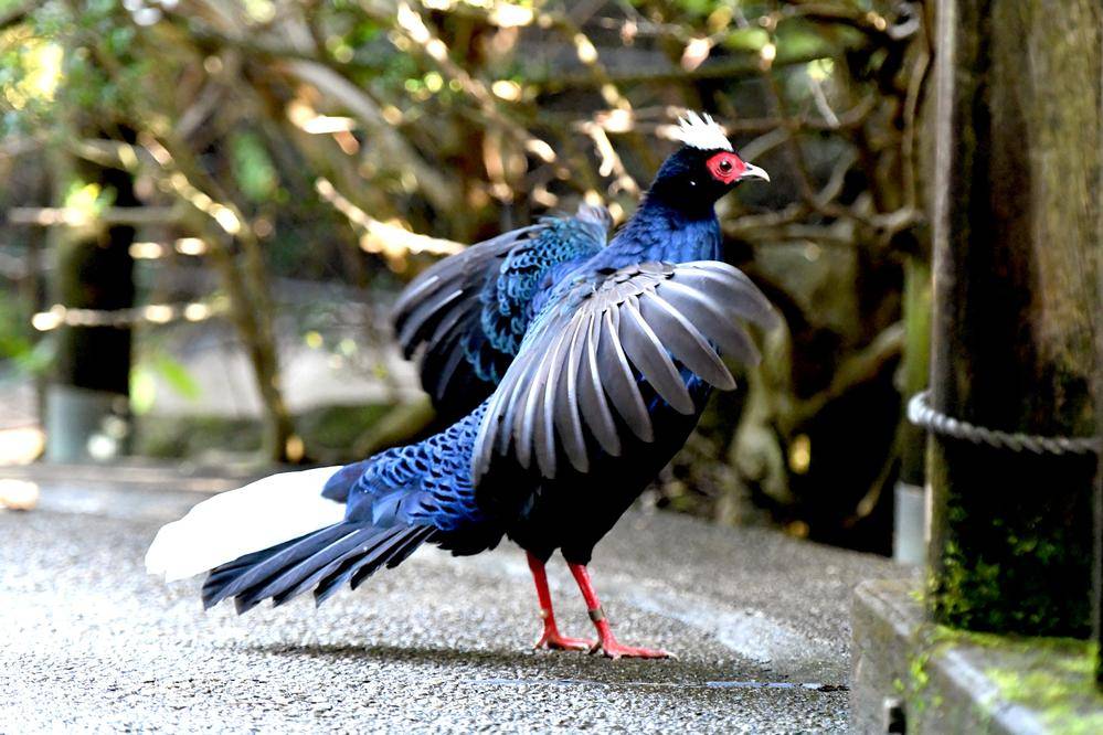 ベトナムキジ 亜寒帯の森 動物紹介 よこはま動物園ズーラシア公式サイト 公益財団法人 横浜市緑の協会