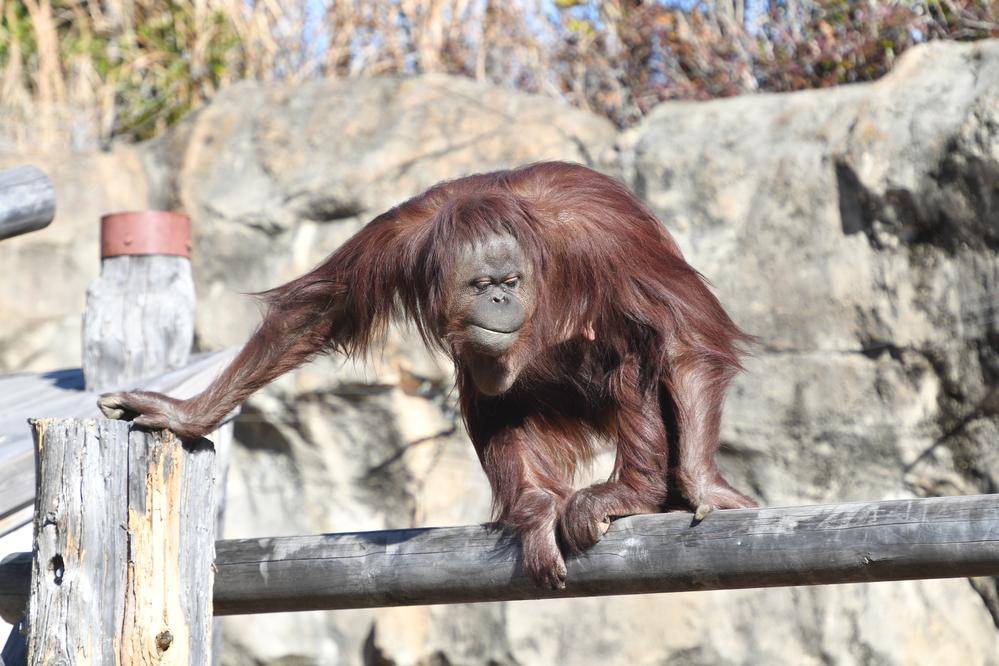ボルネオオランウータン|アジアの熱帯林|動物紹介 よこはま