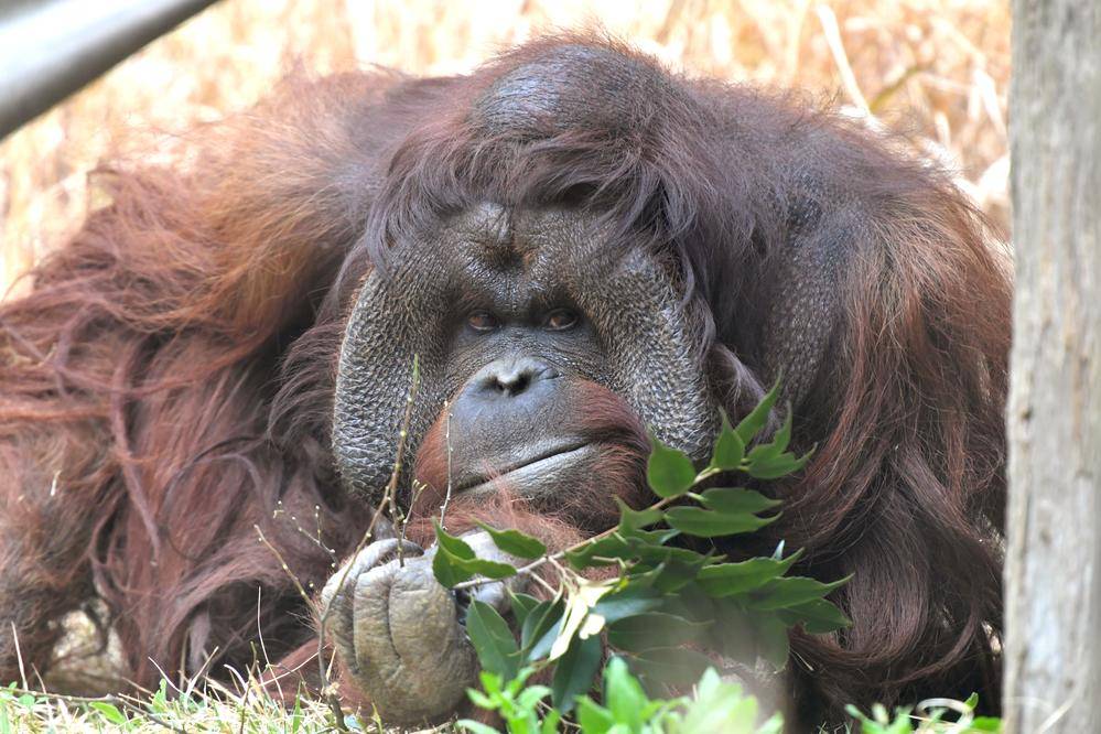 ボルネオオランウータン アジアの熱帯林 動物紹介 よこはま動物園ズーラシア公式サイト 公益財団法人 横浜市緑の協会