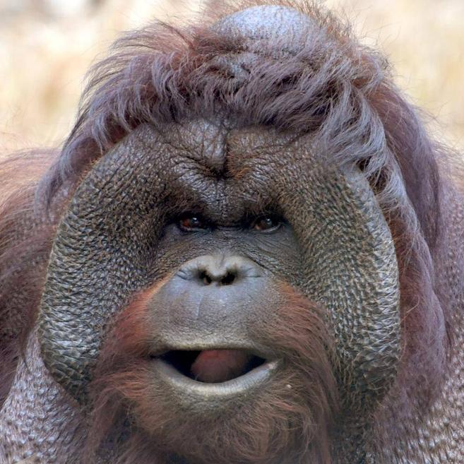 ボルネオオランウータン アジアの熱帯林 動物紹介 よこはま動物園ズーラシア公式サイト 公益財団法人 横浜市緑の協会 ボルネオオランウータン アジアの熱帯林 動物紹介 よこはま動物園ズーラシア公式サイト 公益財団法人 横浜市緑の協会