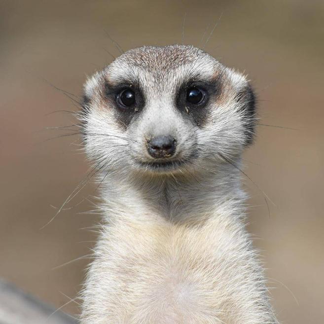 ミーアキャット アフリカのサバンナ 動物紹介 よこはま動物園ズーラシア公式サイト 公益財団法人 横浜市緑の協会