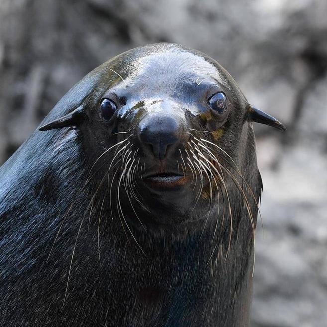 ミナミアフリカオットセイ 亜寒帯の森 動物紹介 よこはま動物園ズーラシア公式サイト 公益財団法人 横浜市緑の協会