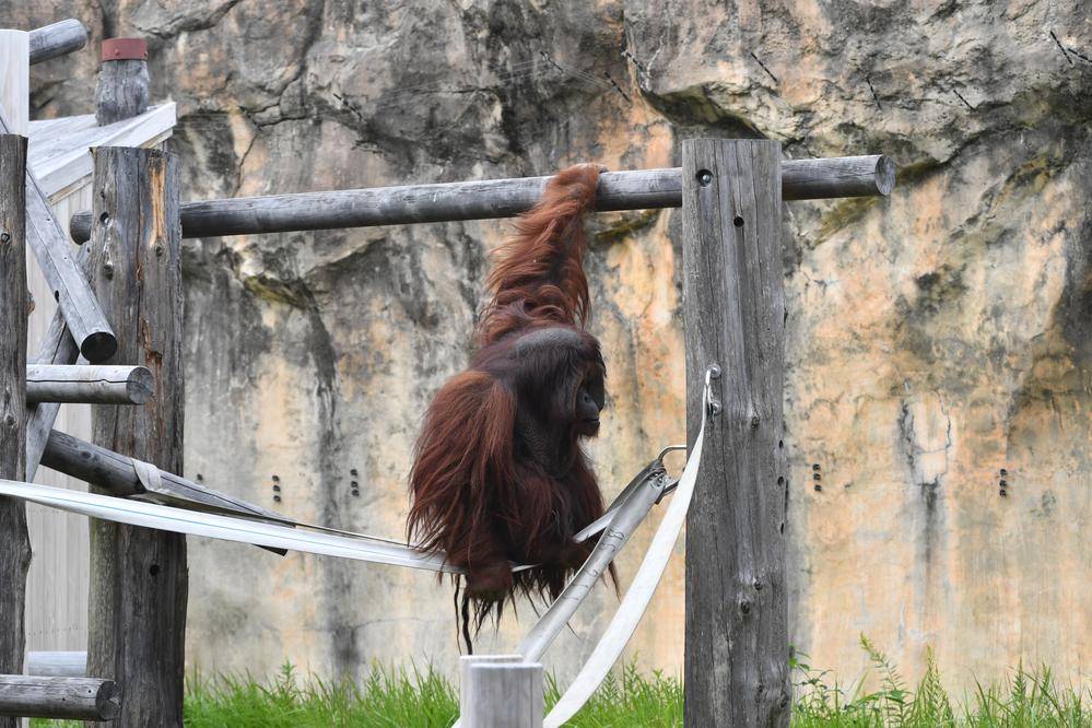 ボルネオオランウータン アジアの熱帯林 動物紹介 よこはま動物園ズーラシア公式サイト 公益財団法人 横浜市緑の協会