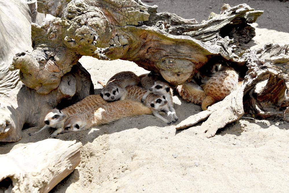 ミーアキャット アフリカのサバンナ 動物紹介 よこはま動物園ズーラシア公式サイト 公益財団法人 横浜市緑の協会 ミーアキャット アフリカのサバンナ 動物紹介 よこはま動物園ズーラシア公式サイト 公益財団法人 横浜市緑の協会