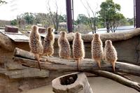 ミーアキャット ミーアキャット | 動物図鑑 | ZFC.jp