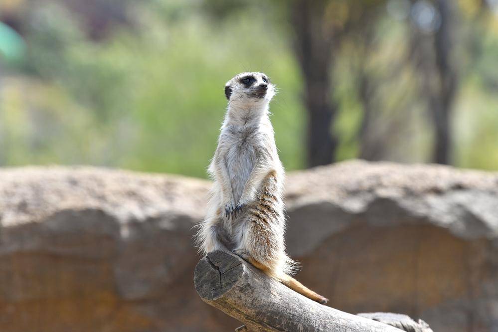 ミーアキャット アフリカのサバンナ 動物紹介 よこはま動物園ズーラシア公式サイト 公益財団法人 横浜市緑の協会