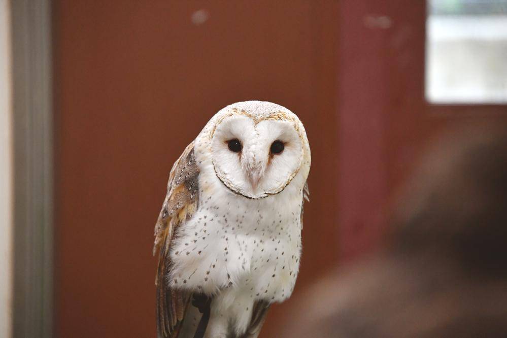 メンフクロウ|アフリカのサバンナ|動物紹介 よこはま動物園