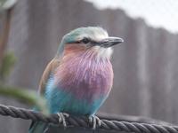 ライラックニシブッポウソウの羽根セット - その他新 発売