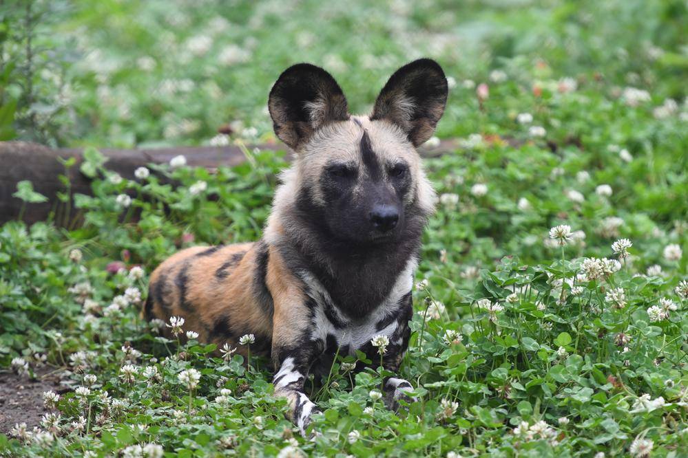 リカオン アフリカのサバンナ 動物紹介 よこはま動物園ズーラシア公式サイト 公益財団法人 横浜市緑の協会