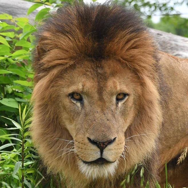 ライオン アフリカのサバンナ 動物紹介 よこはま動物園ズーラシア公式サイト 公益財団法人 横浜市緑の協会