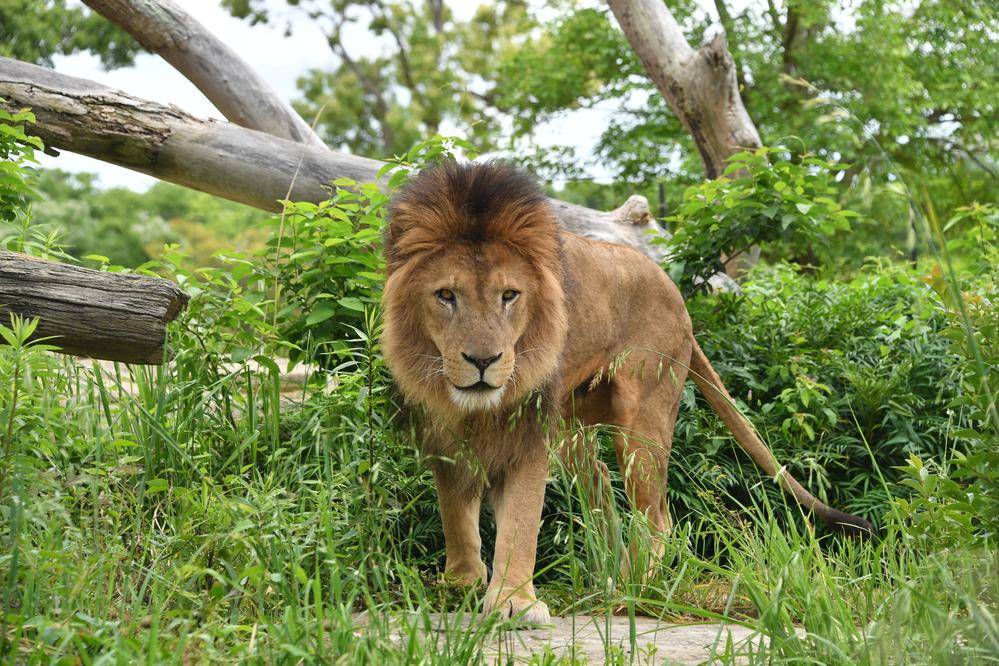 ライオン|アフリカのサバンナ|動物紹介 よこはま動物園