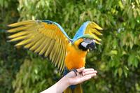 ベニコンゴウインコ・ルリコンゴウインコ大特価販売 | 広島初の