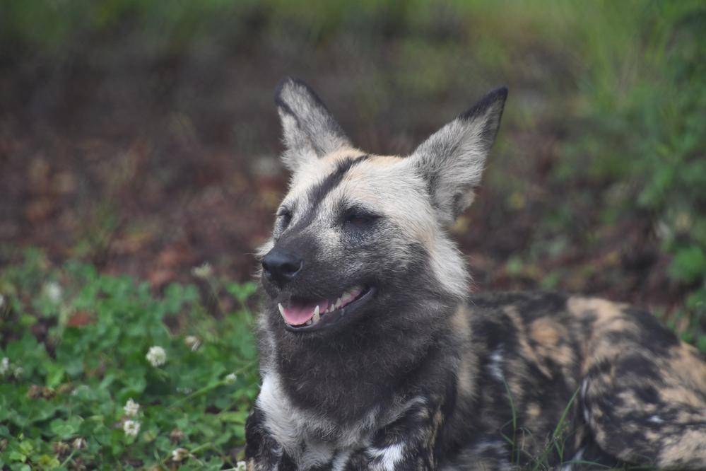 リカオン アフリカのサバンナ 動物紹介 よこはま動物園ズーラシア公式サイト 公益財団法人 横浜市緑の協会