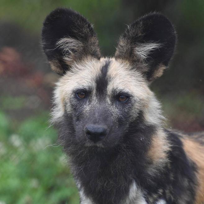 リカオン アフリカのサバンナ 動物紹介 よこはま動物園ズーラシア公式サイト 公益財団法人 横浜市緑の協会