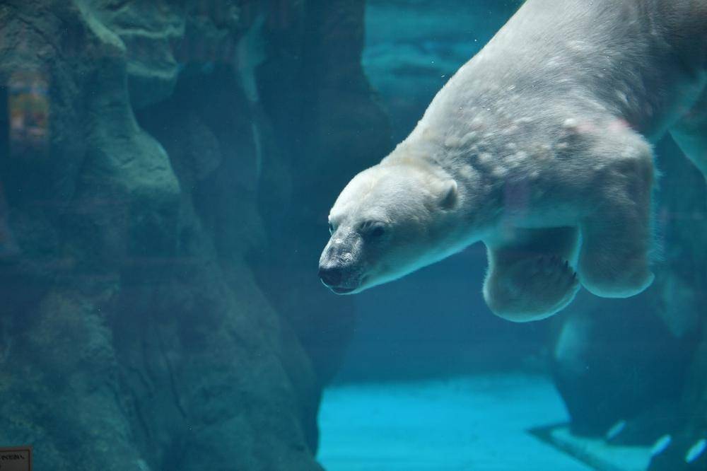 ホッキョクグマ|亜寒帯の森|動物紹介 よこはま動物園ズーラシア