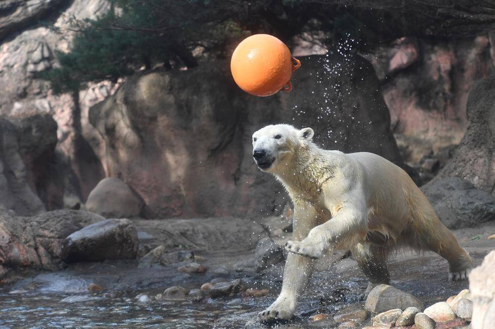ホッキョクグマ|亜寒帯の森|動物紹介 よこはま動物園ズーラシア