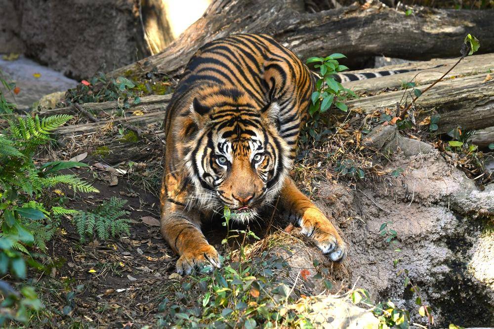 スマトラトラ|アジアの熱帯林|動物紹介 よこはま動物園