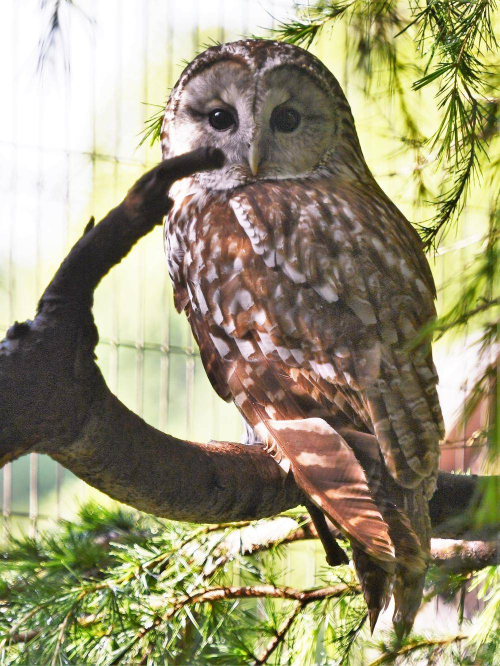 フクロウ|亜寒帯の森|動物紹介 よこはま動物園ズーラシア公式