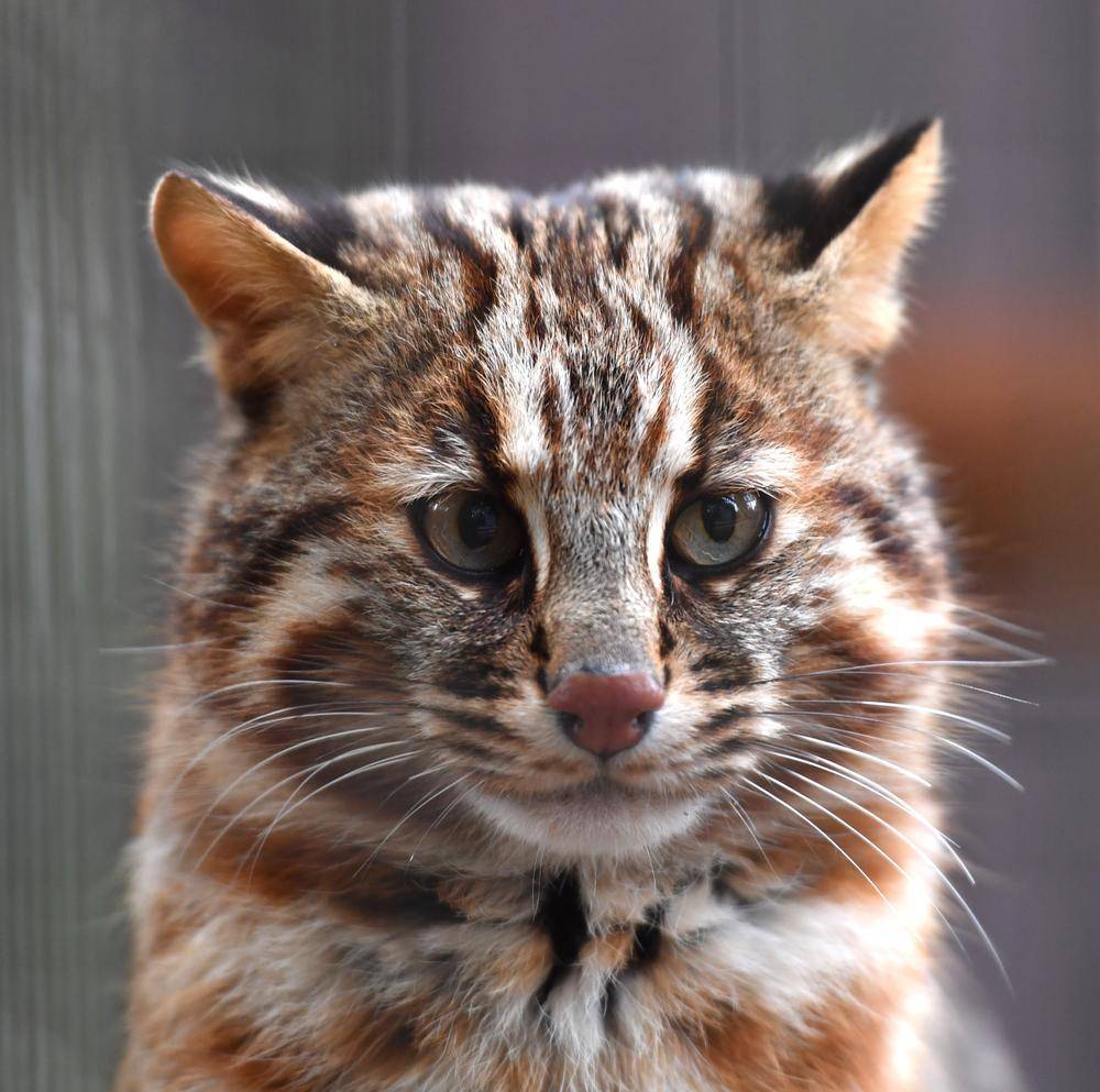 ヤマネコ ツシマヤマネコ|日本の山里|動物紹介 よこはま動物園ズーラシア公式