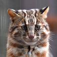 ツシマヤマネコ