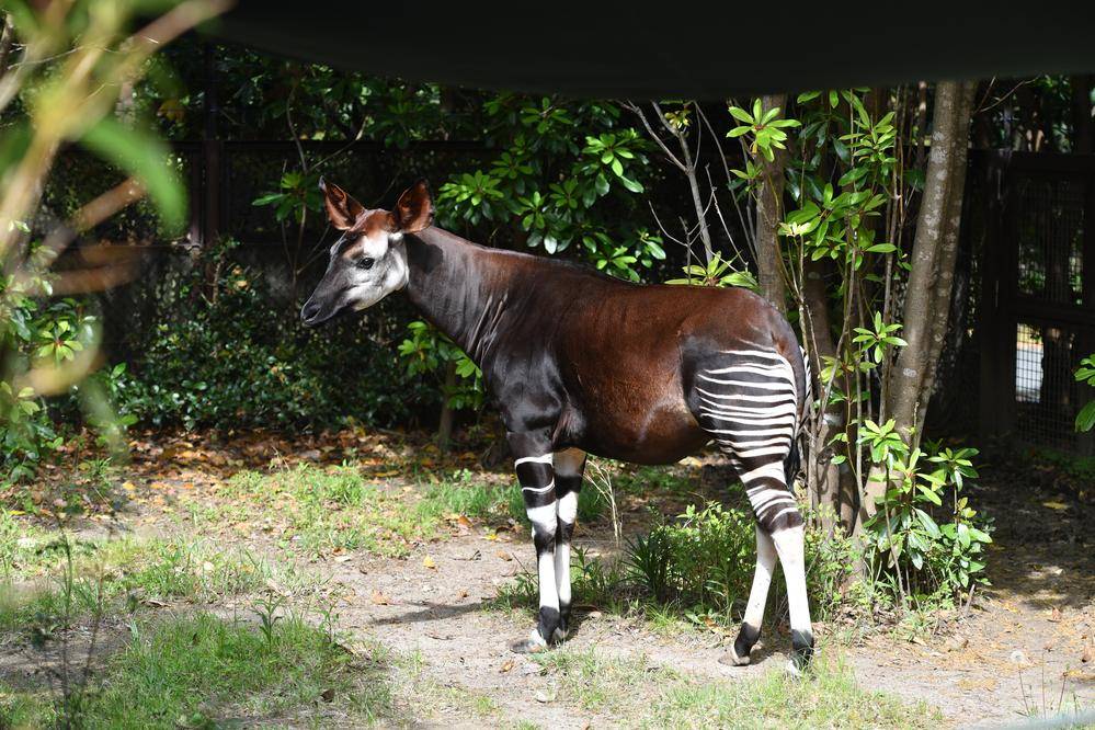 東京・横浜ベストスポット '07 (マップルマガジン) 昭文社 よこはま動物園ズ 東京・横浜ベストスポット '07 (マップルマガジン) 昭文社