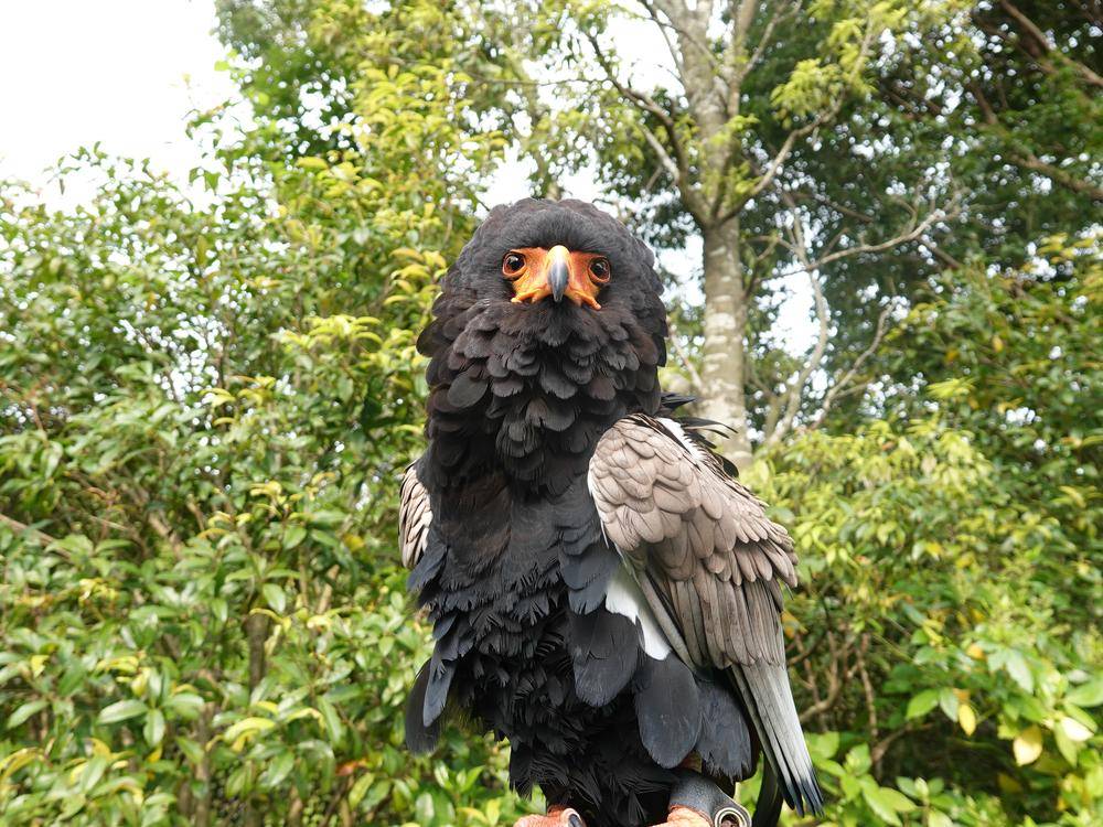 ダルマワシ雄成鳥の剥製 ダルマワシ雄成鳥の剥製 ダルマワシ | 動物図鑑 | ZFC.jp