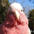 モモイロインコ