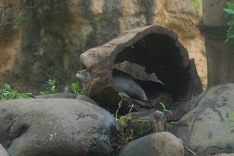 カワウソ展示場プチ改修の写真