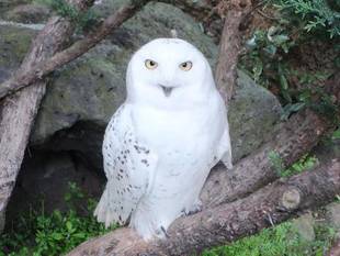 ハッピーバースディ、サリー。