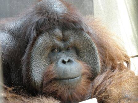 オランウータンの赤ちゃんの写真
