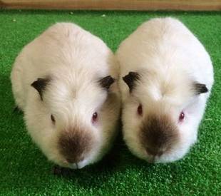 モルモットの見分け方