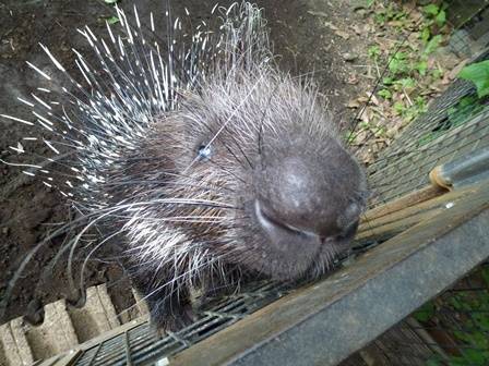 食欲の秋。の写真