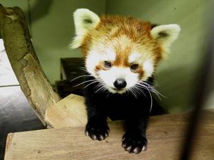 イチゴがやって来た!!