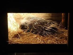 クリスの夏 ～絵日記風～