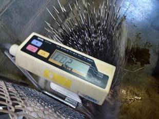 クリスの体重測定