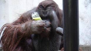 オランウータンにグリーンスムージーをあげてみました(ジュリー編)