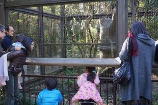 ツシマヤマネコの日制定記念イベント!!!