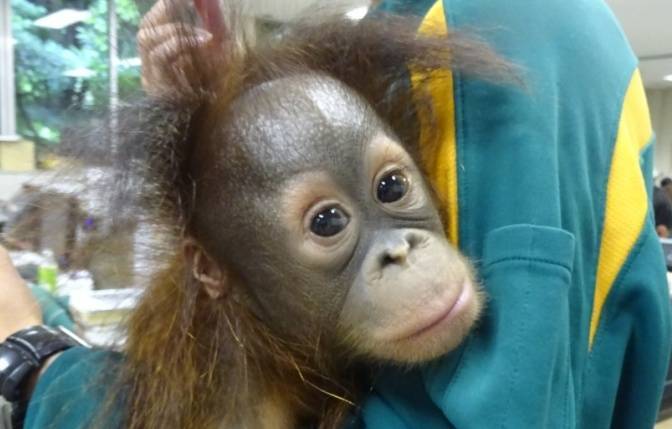オランウータンの赤ちゃん その19の写真