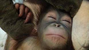 オランウータンの赤ちゃん その14