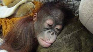 オランウータンの赤ちゃん その18