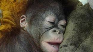 オランウータンの赤ちゃん その16