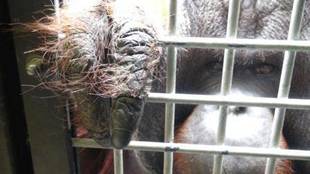 オランウータンのジュリー君