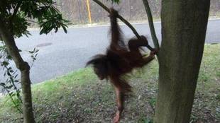 オランウータンの赤ちゃん その20